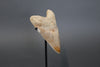Megalodon Shark Tooth - 5.78"