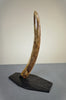 Woolly Mammoth Tusk - 22.5"