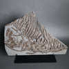 Partial Ichthyosaur - 22"