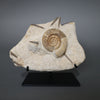 Ammonite and Belemnites on Matrix *RESERVED*