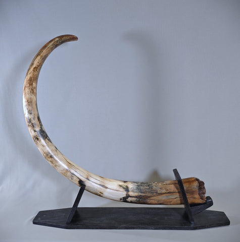 Woolly Mammoth Tusk - 62”
