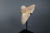 Megalodon Shark Tooth - 5.85"