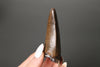 Vault Series #6 - Fine Tyrannosaurus rex Tooth