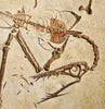 Pterosaur Skeleton, Solnhofen Limestone