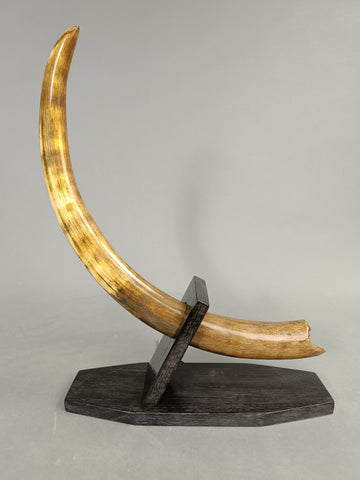 Mammoth Tusks for Sale Fossil Realm