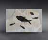 Fossil Fish Mural - 40 x 26 inches