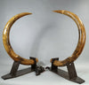 Woolly Mammoth Tusk Pair, Dwarf Subspecies