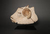 Ammonite and Belemnites on Matrix *RESERVED*
