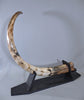 Woolly Mammoth Tusk - 62”