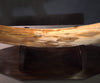 Woolly Mammoth Tusk - 31.5”