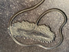 Large Pyritized Crinoid, Posidonia Shale - 74.8 x 37.4 in.