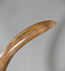 Woolly Mammoth Tusk - 39.5”