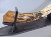 Woolly Mammoth Tusk - 62”
