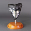 Megalodon Tooth, Pyrite Inlay  - 5.75"