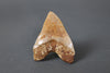 Megalodon Shark Tooth - 5.95"