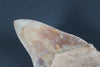 Megalodon Shark Tooth - 5.85"