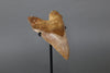 Megalodon Shark Tooth - 5.95"