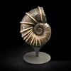 Large Bladed Ammonite, Lytoceras cornicupae