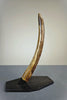 Woolly Mammoth Tusk - 22.5"