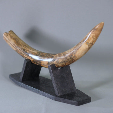 Woolly Mammoth Tusk - 31”