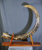 Woolly Mammoth Tusk - 8' long