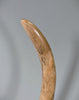 Woolly Mammoth Tusk - 39.5”