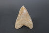 Megalodon Shark Tooth - 5.78"