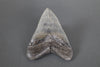 Megalodon Shark Tooth - 5.97"
