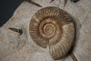 Ammonite and Belemnites on Matrix *RESERVED*