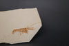 Fossil Lobster from Solnhofen, Germany - 4.35"