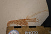 Fossil Lobster from Solnhofen, Germany - 4.35"