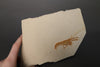 Fossil Lobster from Solnhofen, Germany - 4.35"