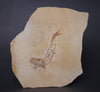 Fossil Fish (Leptolepis) from Solnhofen, Germany - 7.26"