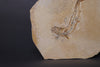 Fossil Fish (Leptolepis) from Solnhofen, Germany - 7.26"