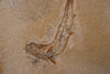 Fossil Fish (Leptolepis) from Solnhofen, Germany - 7.26"