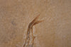 Fossil Fish (Leptolepis) from Solnhofen, Germany - 7.26"