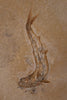 Fossil Fish (Leptolepis) from Solnhofen, Germany - 7.26"