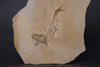 Fossil Fish (Leptolepis) from Solnhofen, Germany - 7.26"