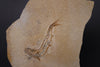 Fossil Fish (Leptolepis) from Solnhofen, Germany - 7.26"