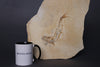 Fossil Fish (Leptolepis) from Solnhofen, Germany - 7.26"