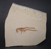Fossil Lobster from Solnhofen, Germany - 6.32"