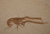 Fossil Lobster from Solnhofen, Germany - 6.32"