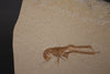 Fossil Lobster from Solnhofen, Germany - 6.32"