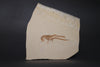 Fossil Lobster from Solnhofen, Germany - 6.32"