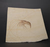 Fossil Shrimp from Solnhofen, Germany - 3.17"