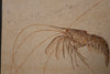 Fossil Shrimp from Solnhofen, Germany - 3.17"