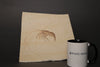 Fossil Shrimp from Solnhofen, Germany - 3.17"