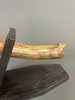 Woolly Mammoth Tusk - 23"