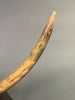 Woolly Mammoth Tusk - 23"