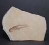 Fossil Lobster from Solnhofen, Germany - 3.99"